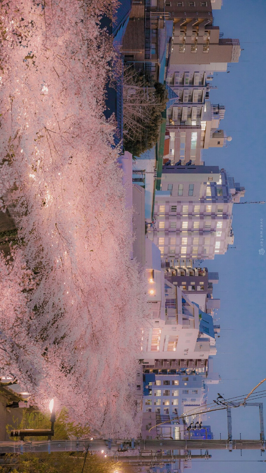 你每想念一次春天，枝头就攒了一朵花开。
©️overwater