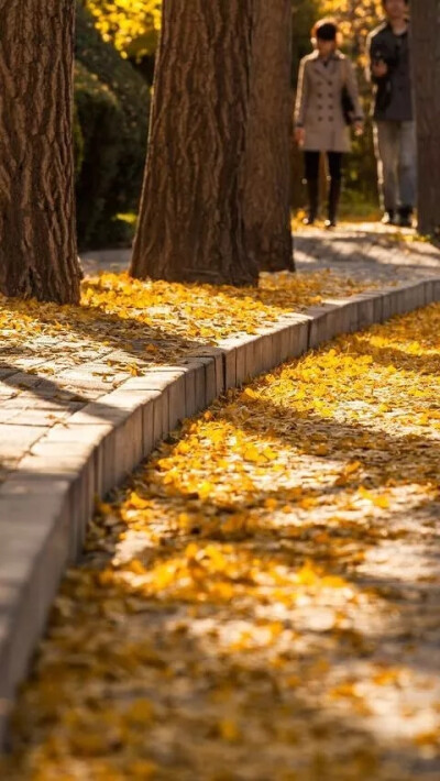 学校，南京林业大学，没有花花的哦～
