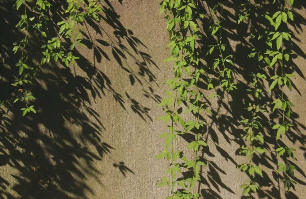 学校，南京林业大学，没有花花的哦～
