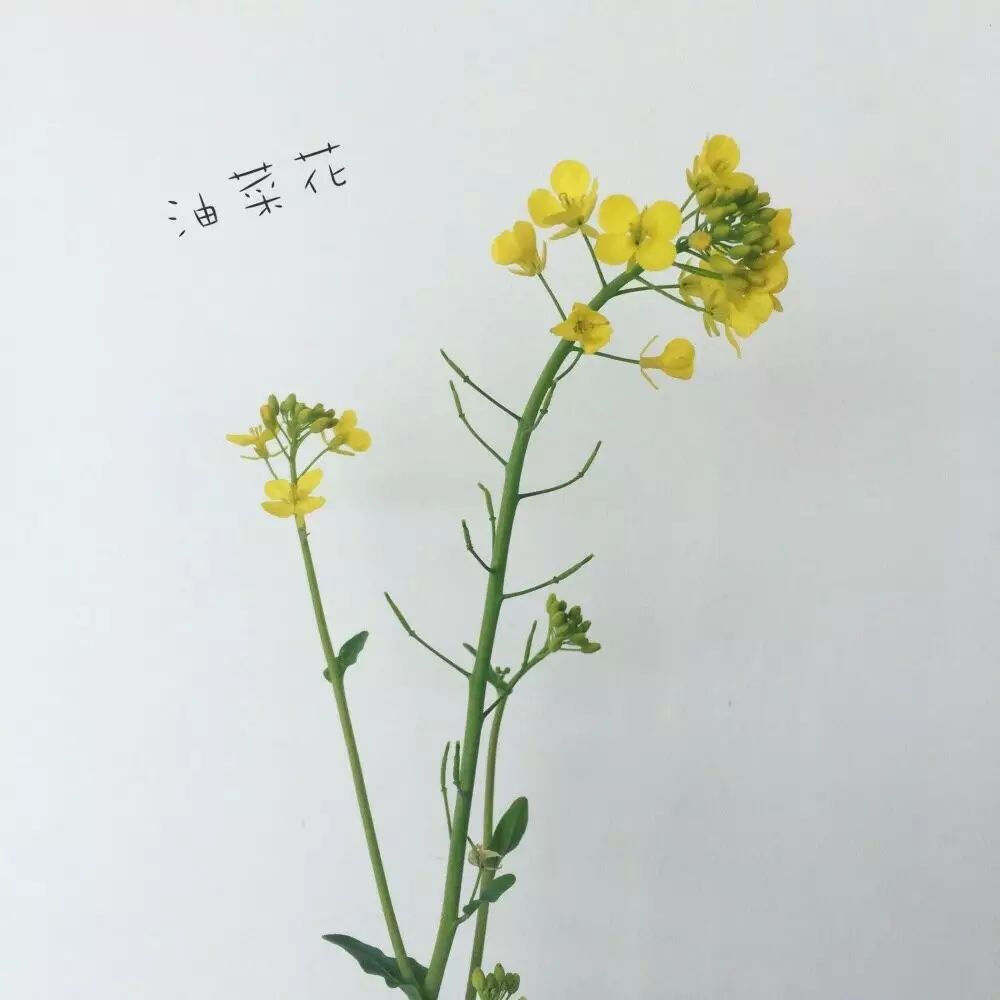 油菜花