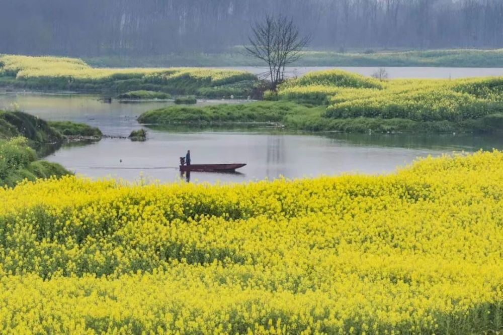 油菜花