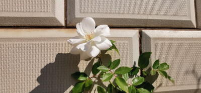 木香花，别名【七里香】