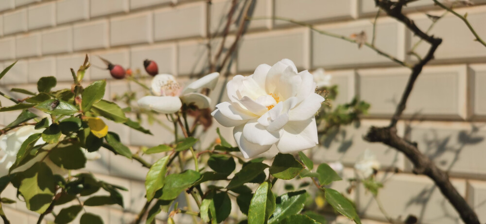 木香花，别名【七里香】