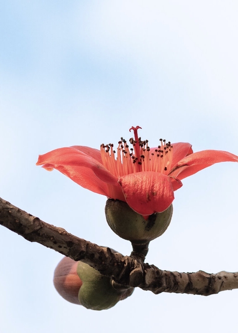 木棉花