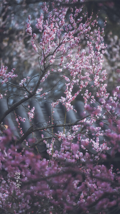 梅岗之梅
©烟波里的棠