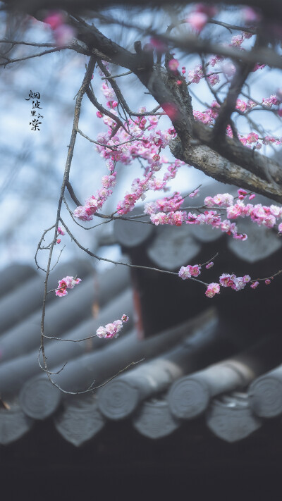 梅岗之梅
©烟波里的棠