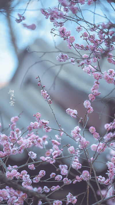 梅岗之梅
©烟波里的棠