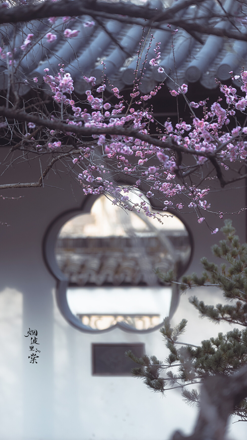 梅岗之梅
©烟波里的棠