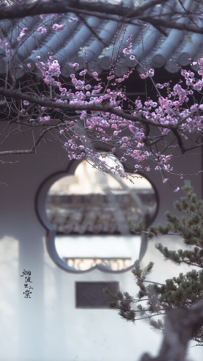 梅岗之梅
©烟波里的棠