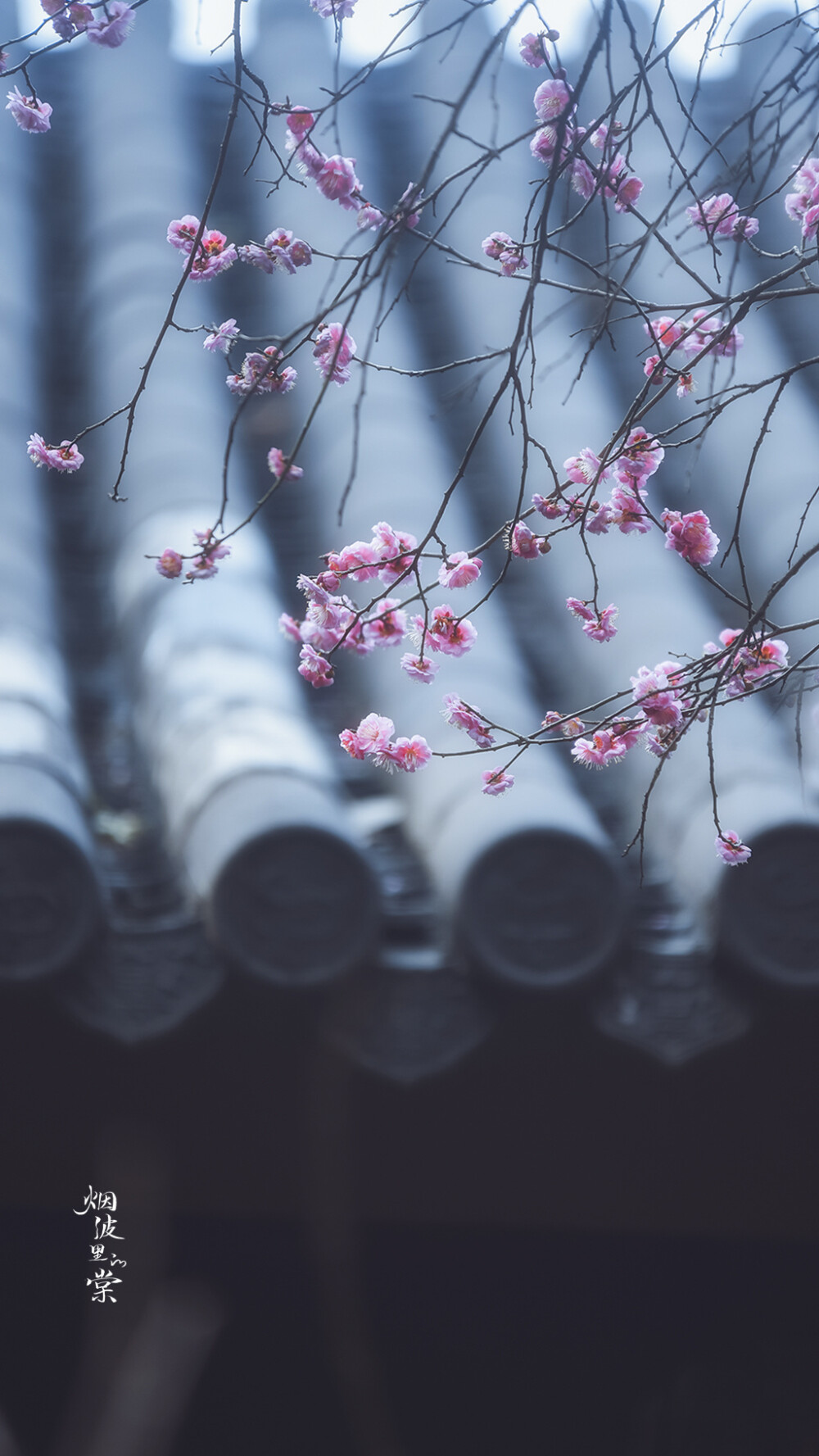 梅岗之梅
©烟波里的棠