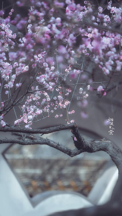 梅岗之梅
©烟波里的棠