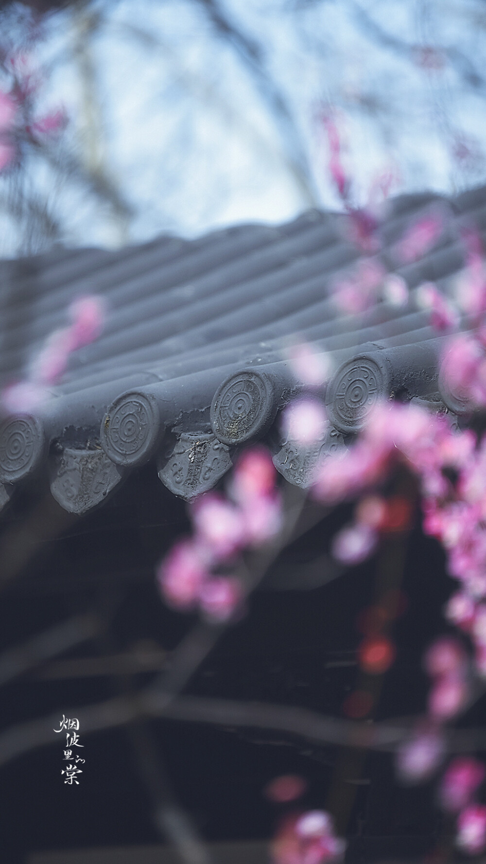 梅岗之梅
©烟波里的棠