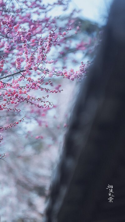 梅岗之梅
©烟波里的棠