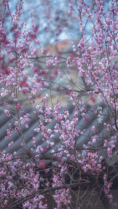 梅岗之梅
©烟波里的棠