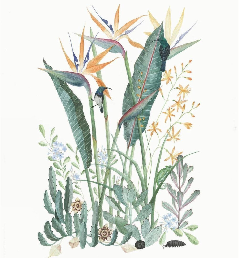 植物绘，Georgina Taylor ​