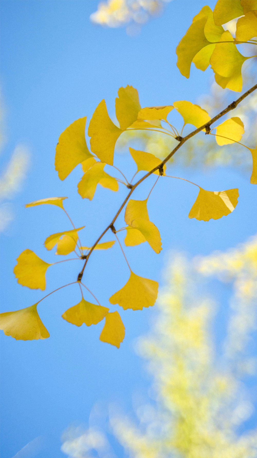 手机壁纸 风景壁纸 壁纸