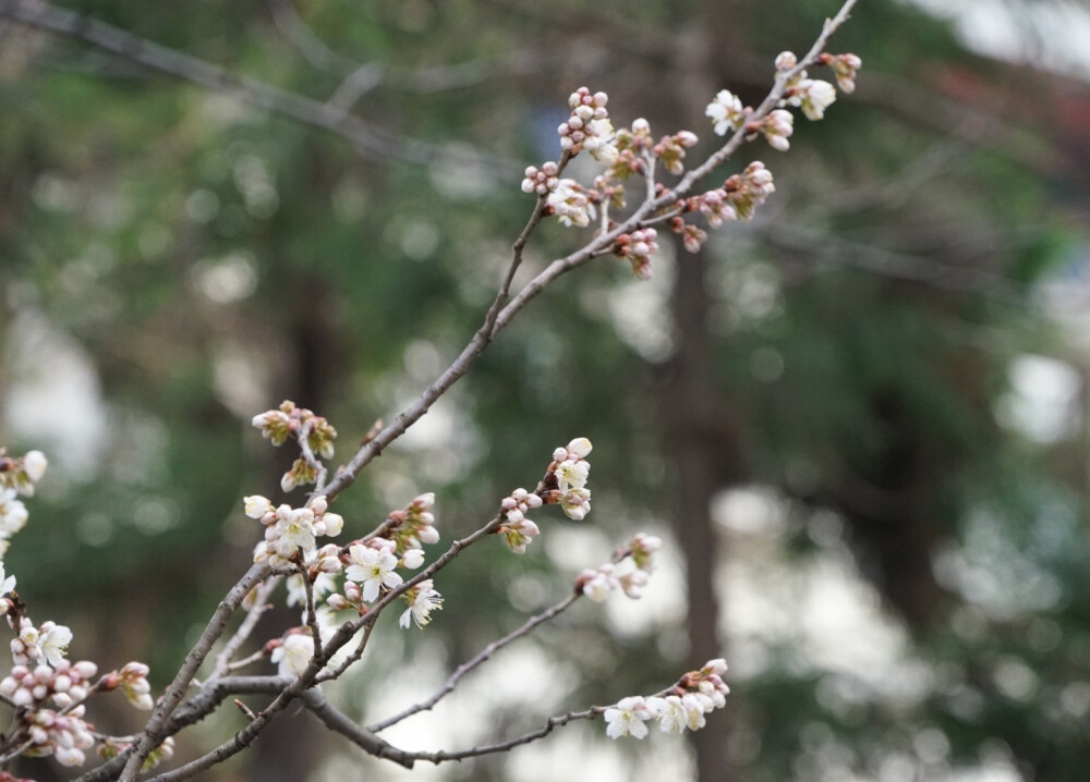 鸡鸣寺开花