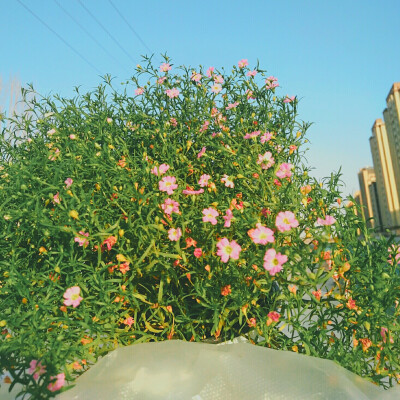 花
希望能养的久一些_(:* ｣∠)_