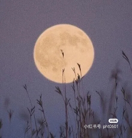 背景图‖治愈紫色系♥
我肯定在一百年前就说过我爱你
只是你没听见
而我忘记了