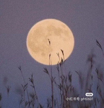 背景图‖治愈紫色系♥
我肯定在一百年前就说过我爱你
只是你没听见
而我忘记了