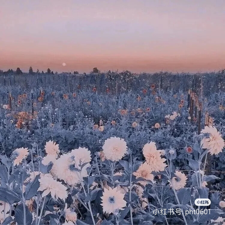 背景图‖蓝色冷淡风♥
我站在地球的另一边
想的却是你笑盈盈的双眼