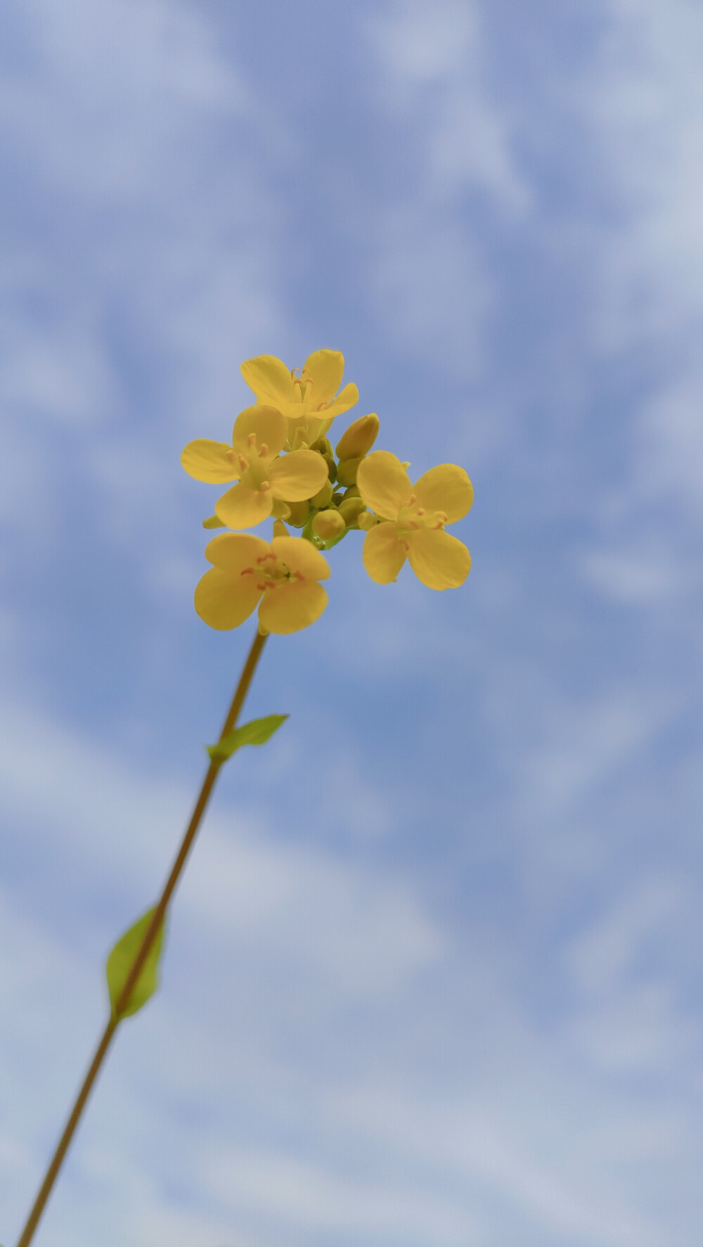 油菜花