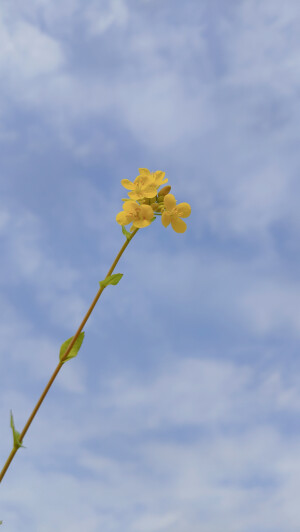 油菜花～