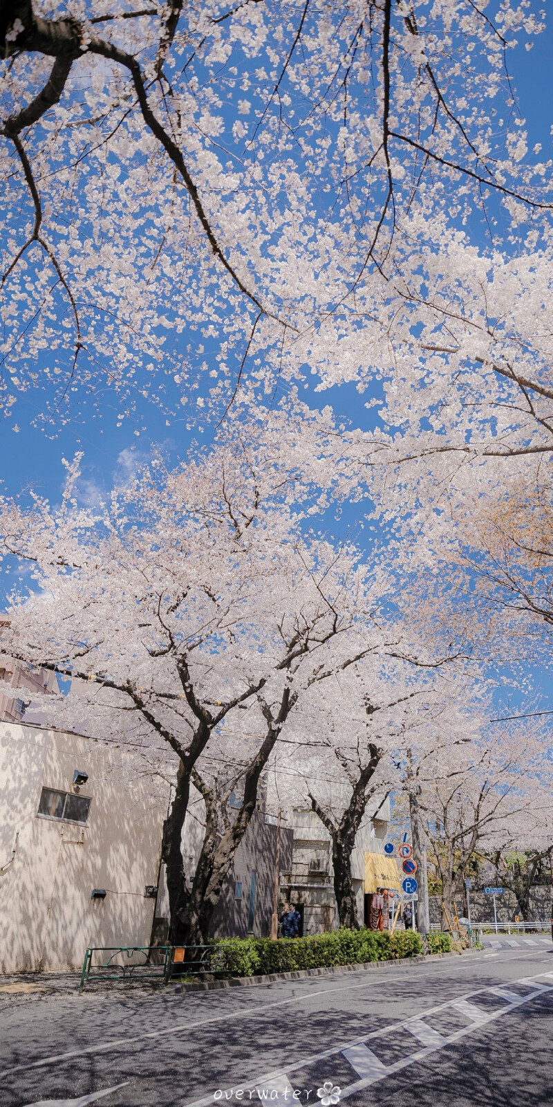 写给春天的那首三行诗 落款是花瓣
©️overwater