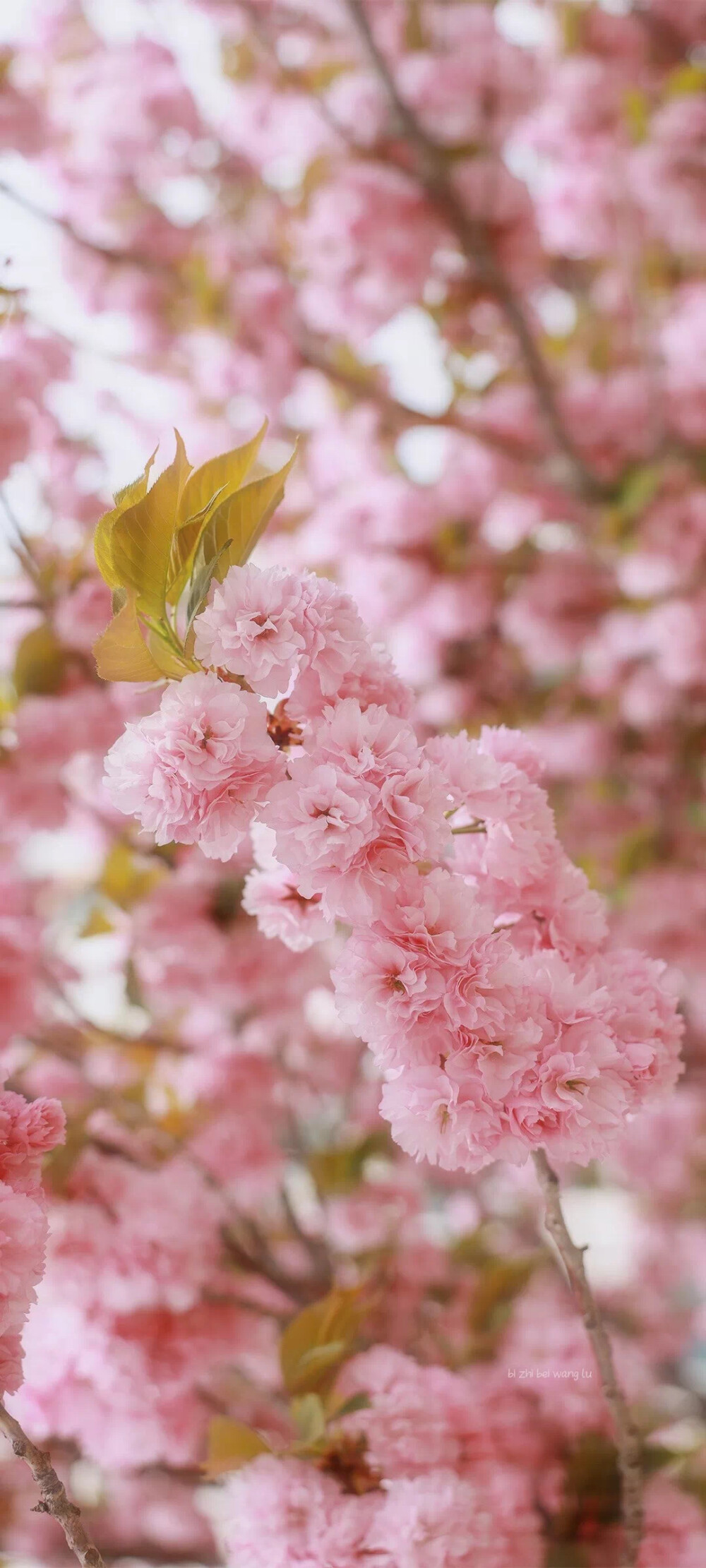 花儿