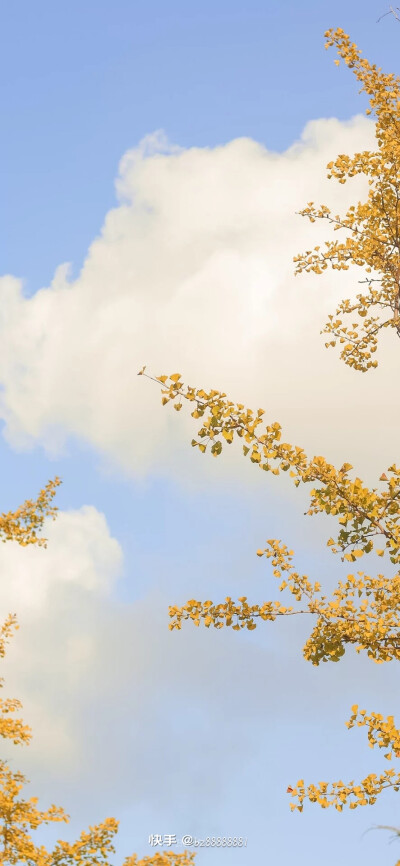 都说秋天适合思念 其实更适合见面 