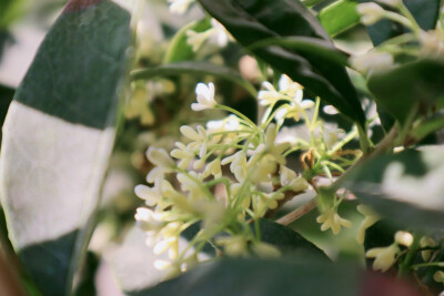 桂花香
文竹果