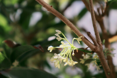 桂花香
文竹果