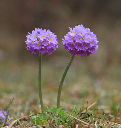 球花报春