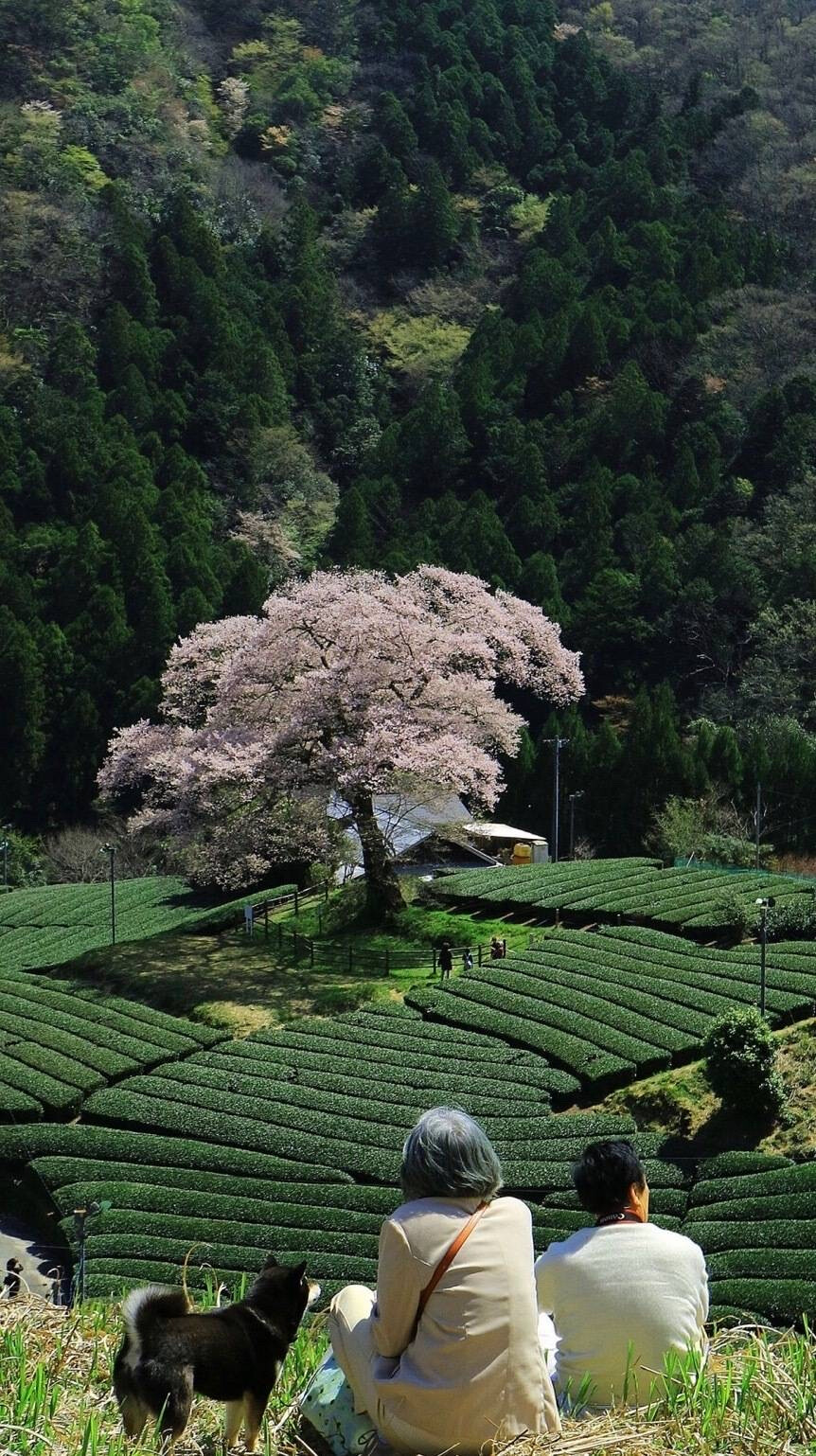 风景壁纸 图源水印