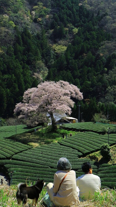 风景壁纸 图源水印