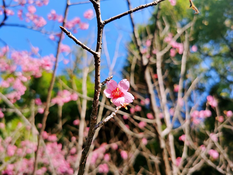 樱花