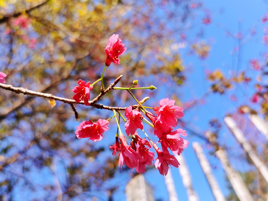 樱花