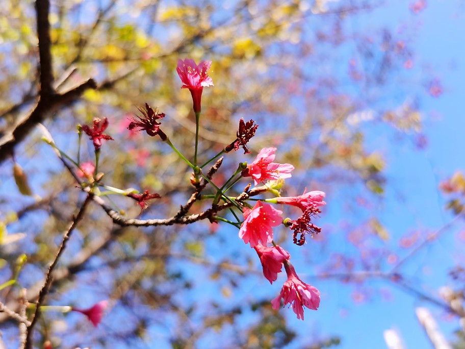 樱花