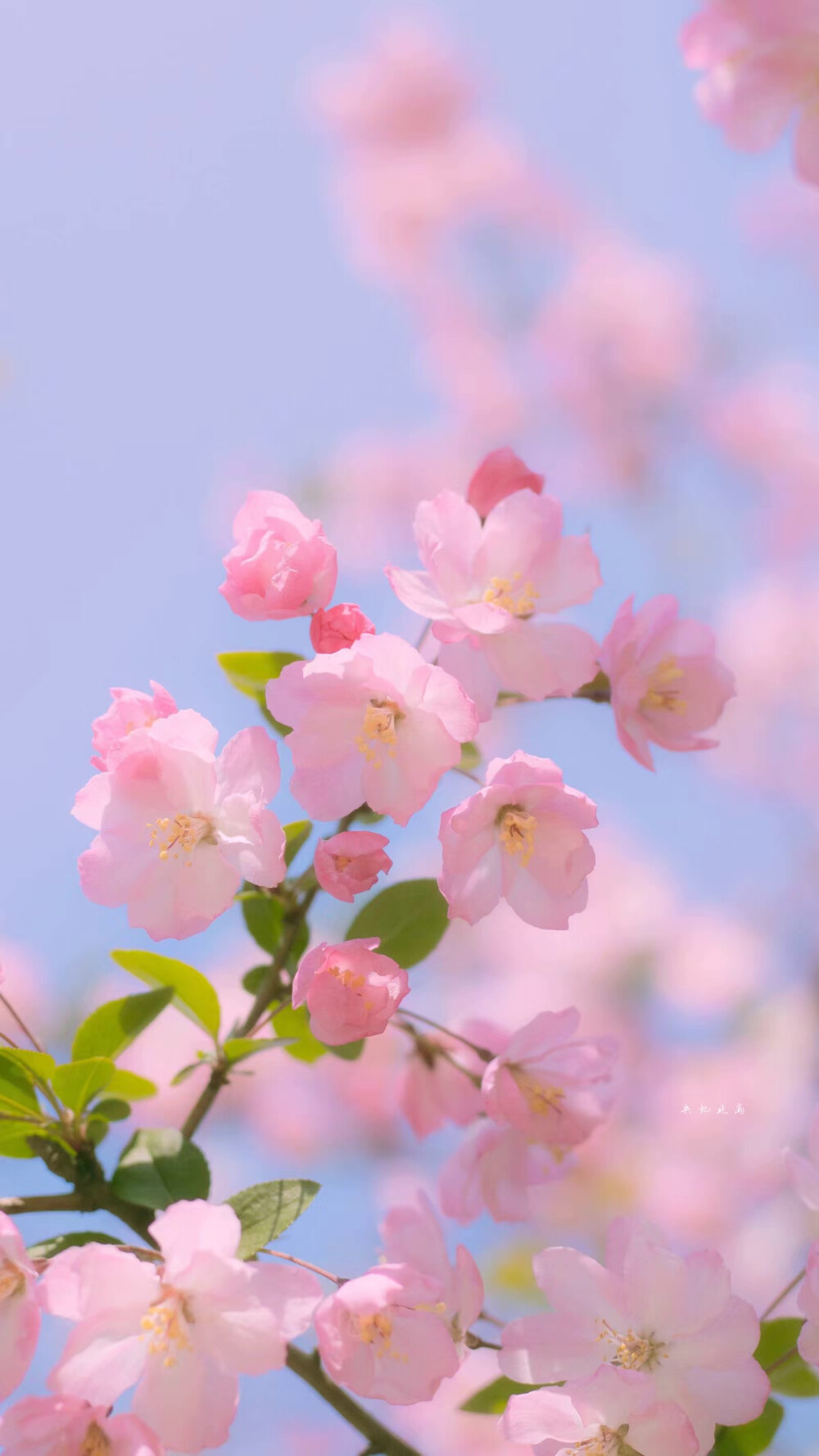『春天的花』
via：失忆北岛
#冷瞳