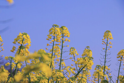 春光乍好，打卡油菜花