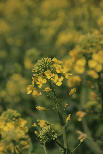 春光乍好，打卡油菜花