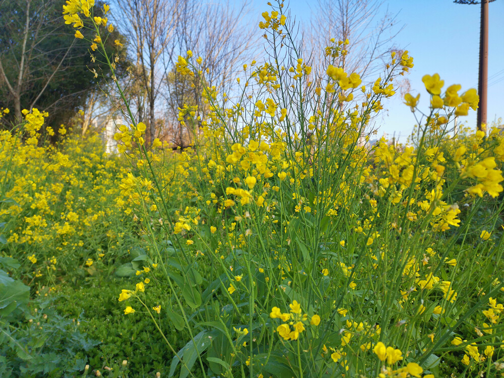 美丽吉安：油菜花开争春景 美不胜收惹人醉
2月19日，位于江西吉安城南古后河绿廊旁的一块土地里，大片的油菜花迎风盛开，花香扑鼻。艳阳下，金灿灿的花朵争芳吐艳，形成了一道早春美景。漫步其中，感受到了浓浓的春意。