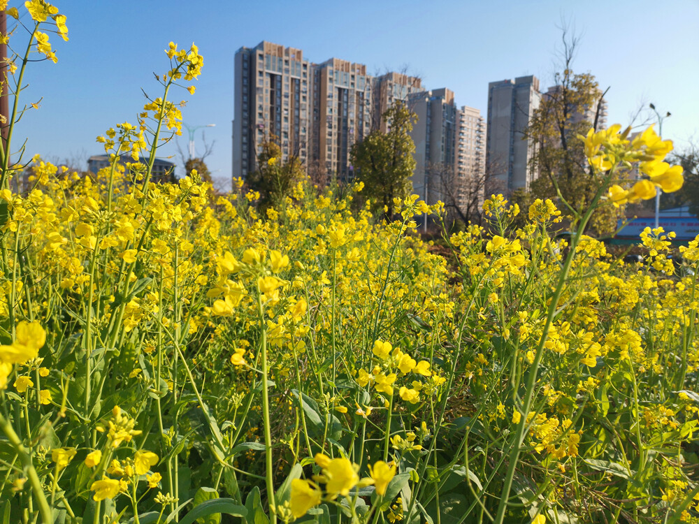 美丽吉安：油菜花开争春景 美不胜收惹人醉
2月19日，位于江西吉安城南古后河绿廊旁的一块土地里，大片的油菜花迎风盛开，花香扑鼻。艳阳下，金灿灿的花朵争芳吐艳，形成了一道早春美景。漫步其中，感受到了浓浓的春意。