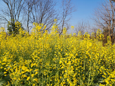 美丽吉安：油菜花开争春景 美不胜收惹人醉
2月19日，位于江西吉安城南古后河绿廊旁的一块土地里，大片的油菜花迎风盛开，花香扑鼻。艳阳下，金灿灿的花朵争芳吐艳，形成了一道早春美景。漫步其中，感受到了浓浓的春…