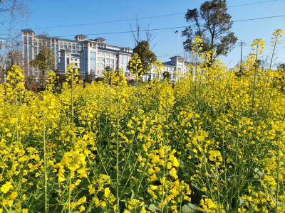 美丽吉安：油菜花开争春景 美不胜收惹人醉
2月19日，位于江西吉安城南古后河绿廊旁的一块土地里，大片的油菜花迎风盛开，花香扑鼻。艳阳下，金灿灿的花朵争芳吐艳，形成了一道早春美景。漫步其中，感受到了浓浓的春…