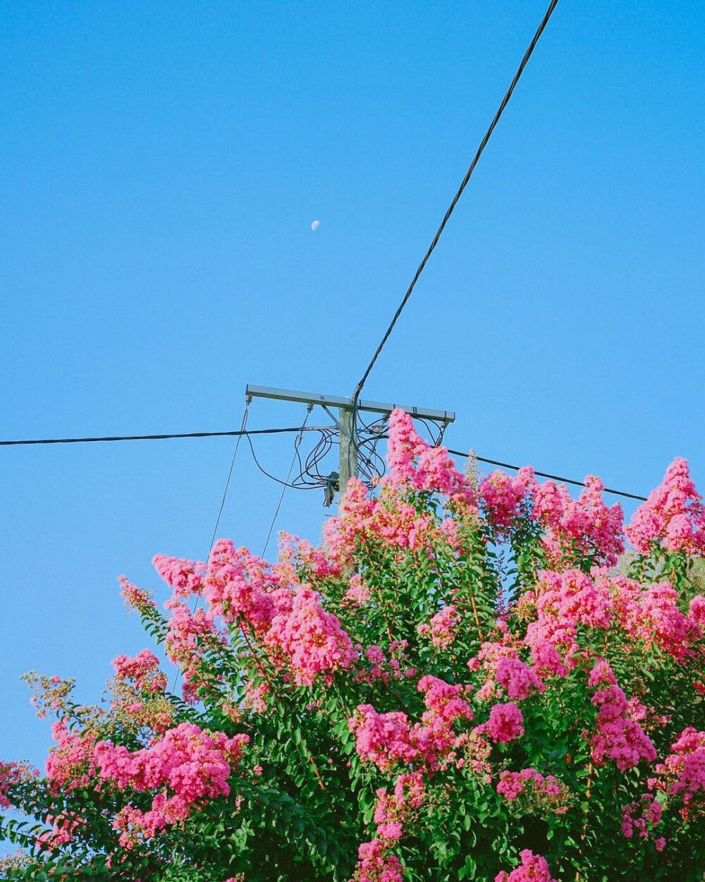 花儿啊
cr：CUN_blank