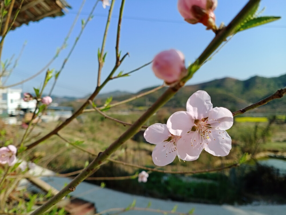 桃花、油菜花