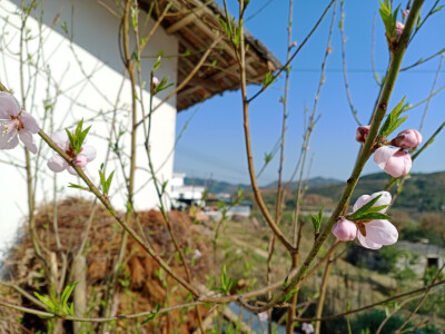 桃花、油菜花