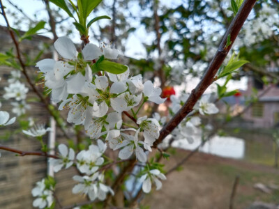 桃花、油菜花