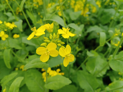 油菜花